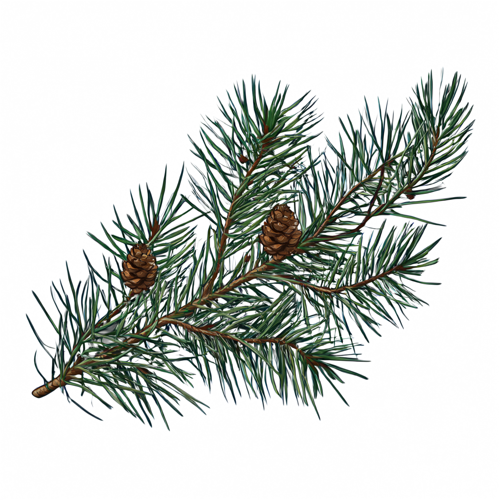 Generated evergreen branch with two pine cones, composited over cream.